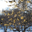 Troldnød med gule vinterblomster