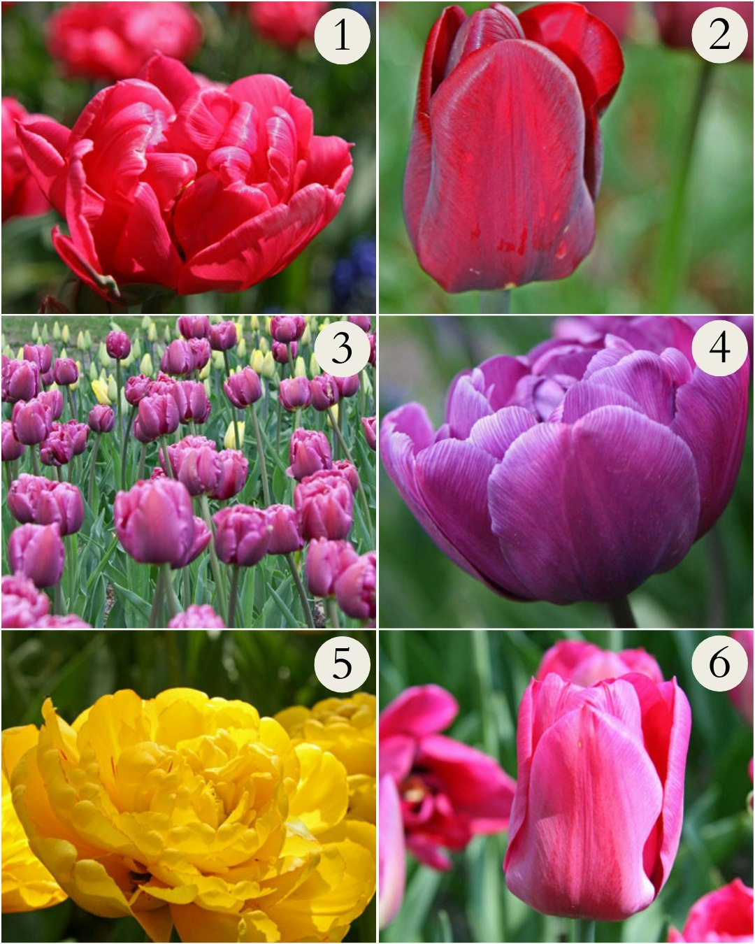 6 smukke billeder af forskellige tulipansorter.