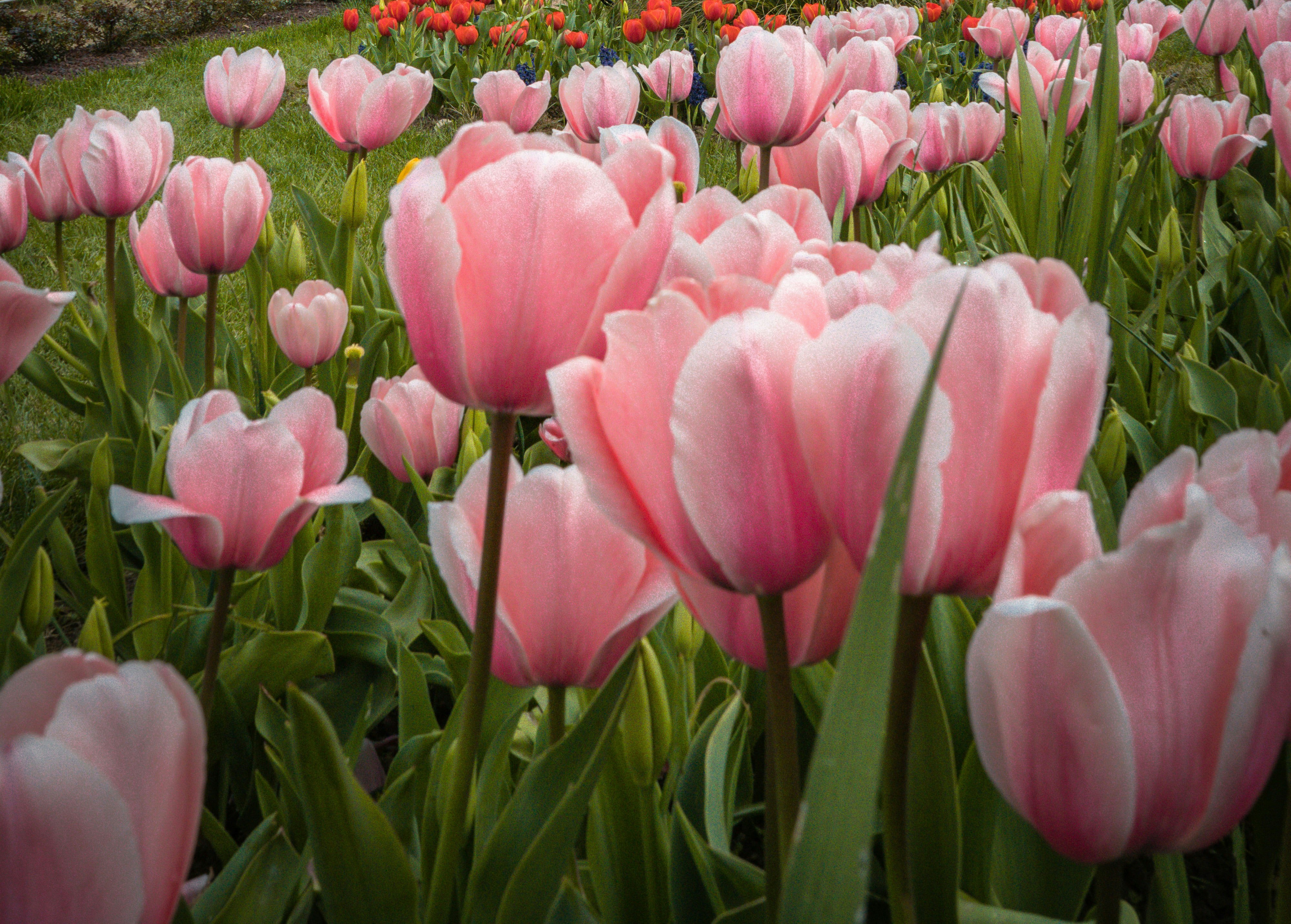 Smuk sværm af lyserøde tulipaner. 