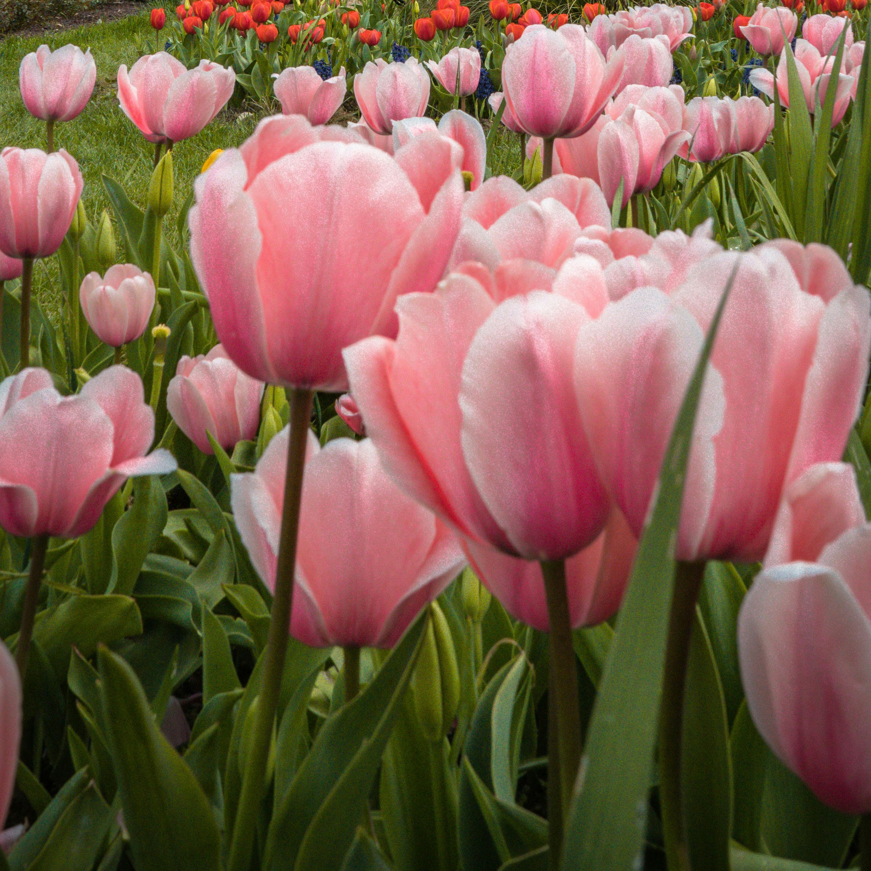 https://imgix.isabellas.dk/2023-02-02/tulipanbed_primaer.jpg