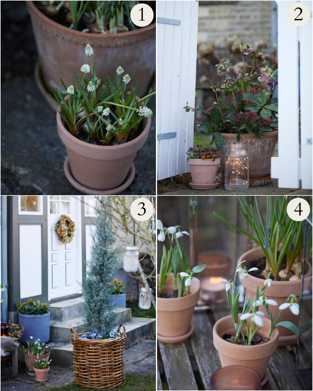 Collage af planter der kan stå ude om vinteren og pynter fint