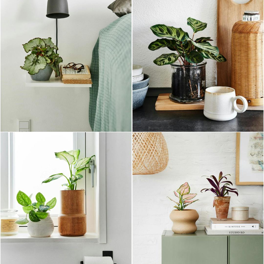Collage af potteplanter der trives i delvis mørke