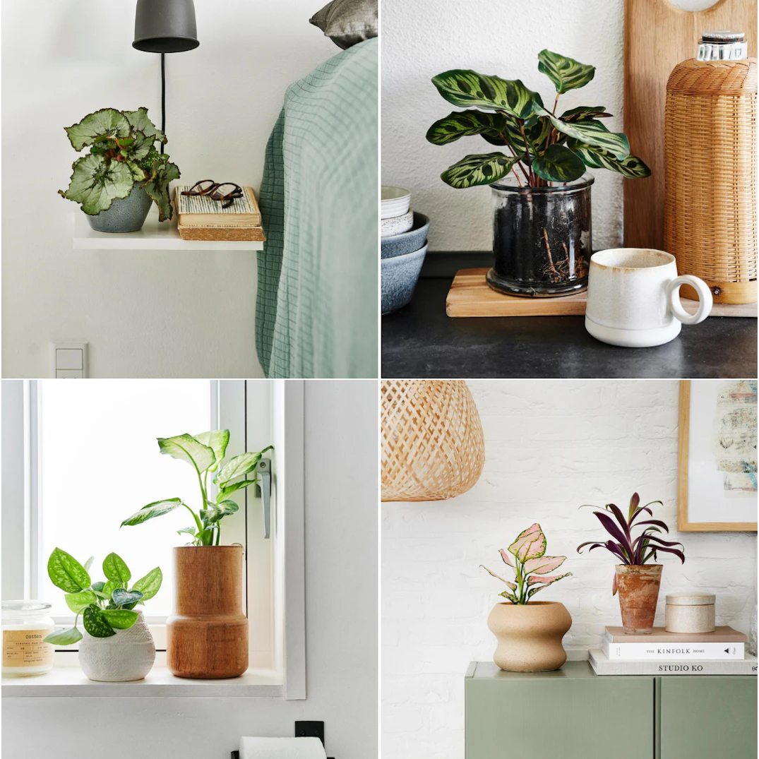 Stueplanter Der Trives I Skygge ISABELLAS stueplanter-der-trives-i-skygge-isabellas