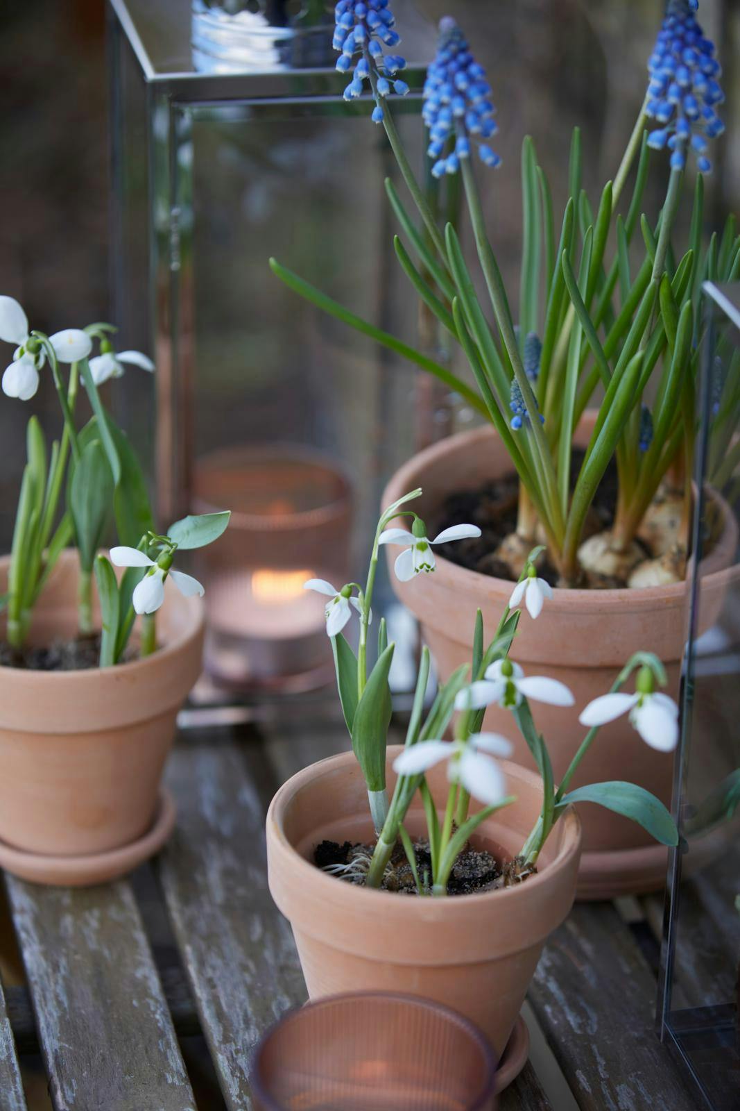 Vintergækker og tre andre planter, der klarer kulden