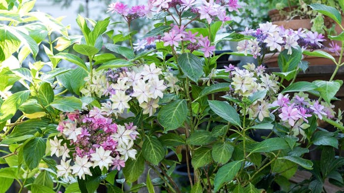 Billige Planter () Billige Planter