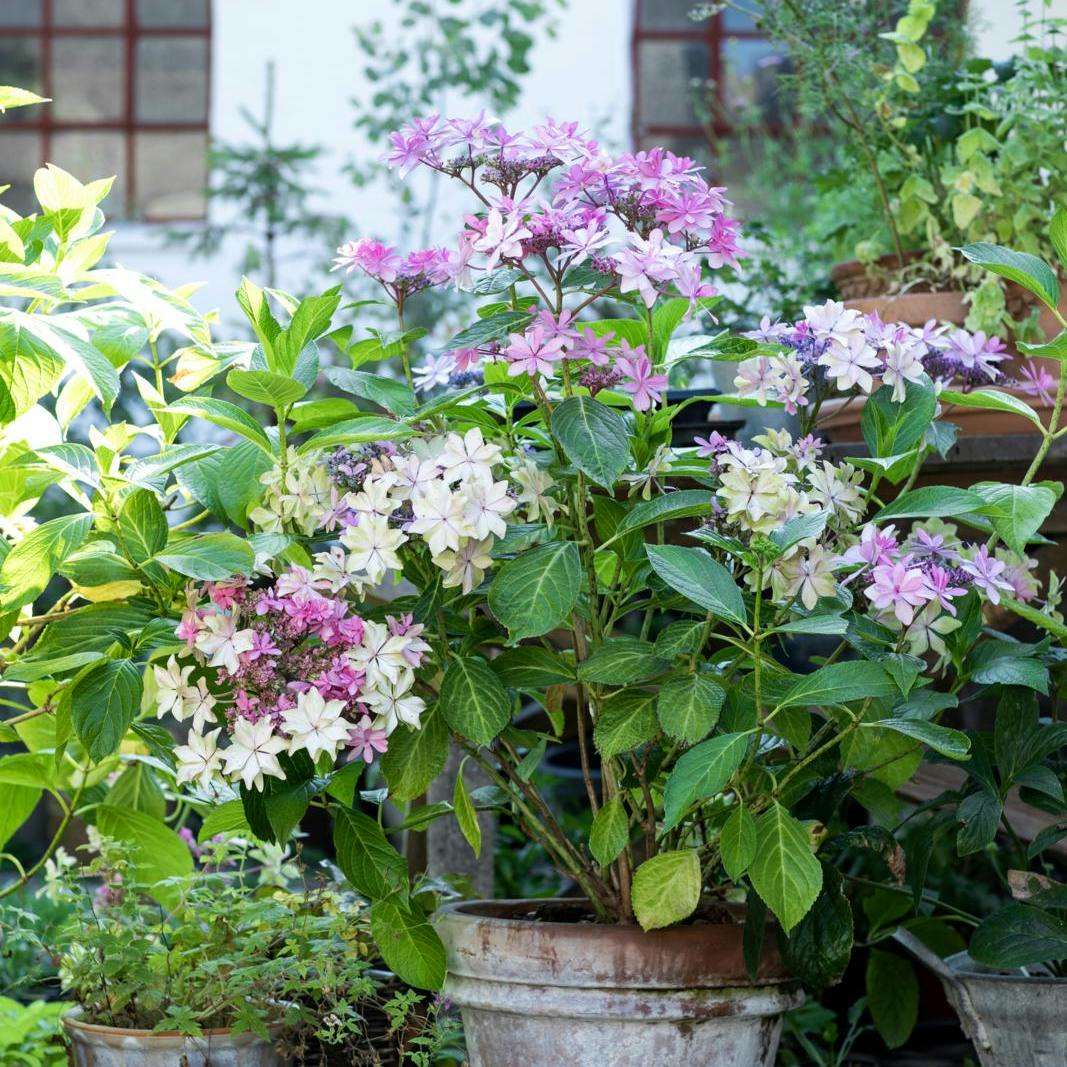 hortensia i krukker