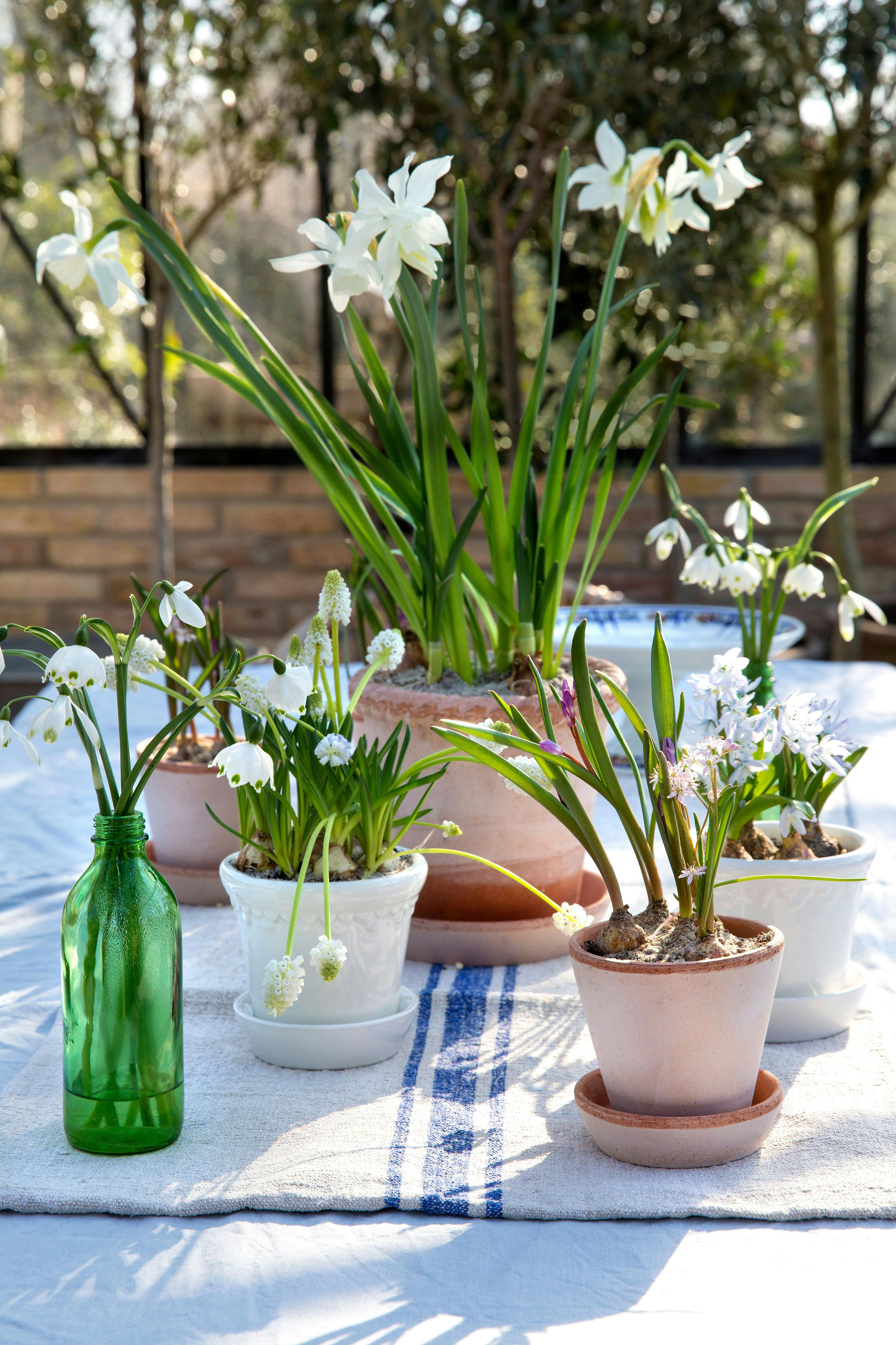 Opsætning af forårsblomster på terassebord