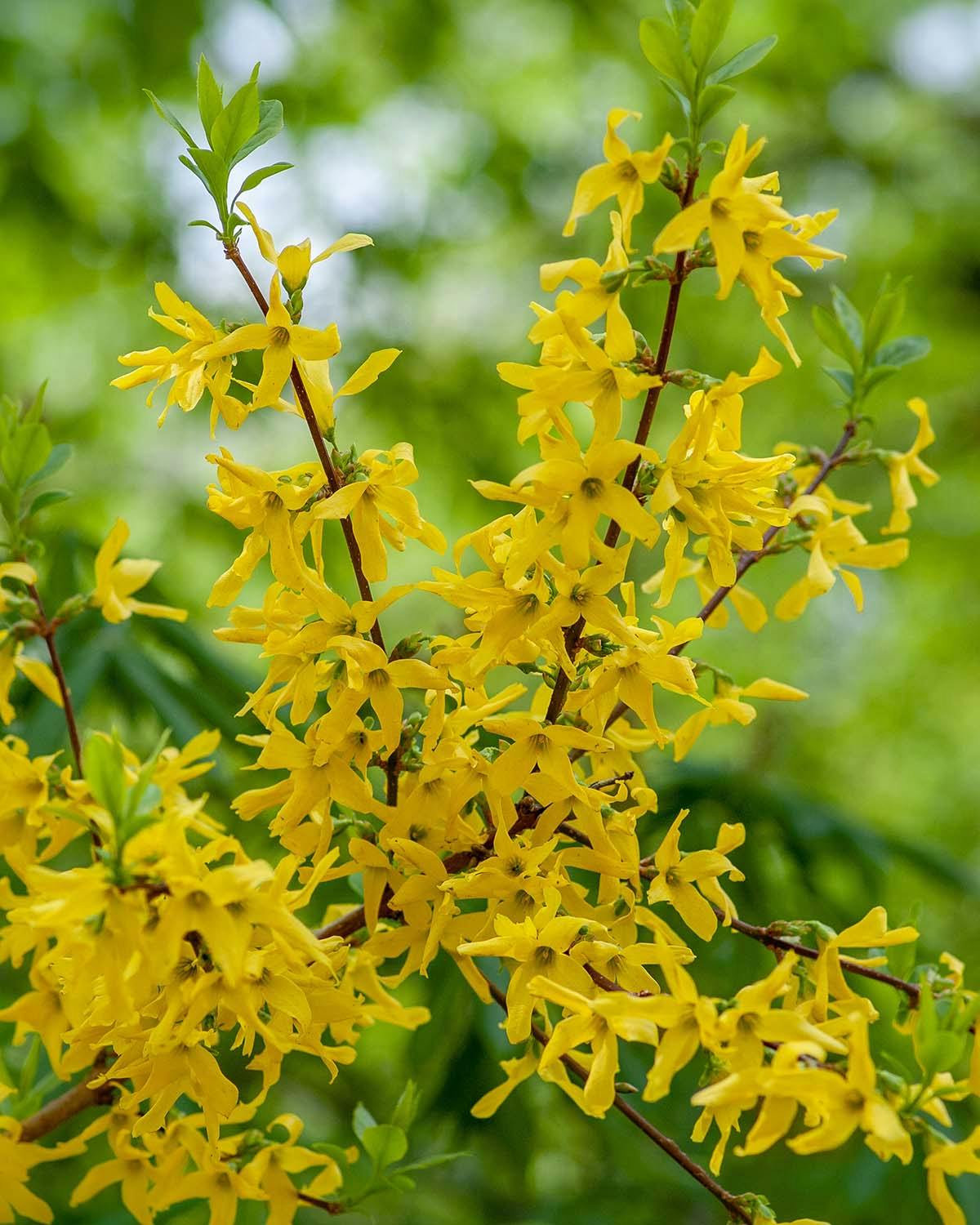 Forsythia