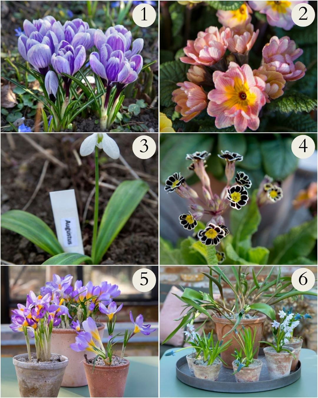 6 forårsblomster