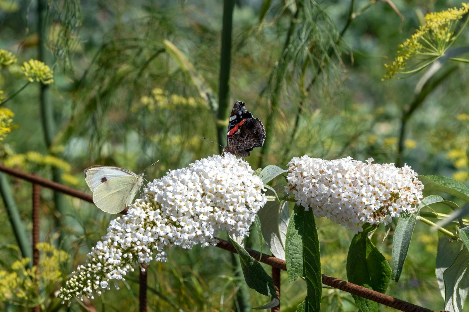 Sommerfuglebusk med to sommerfugle på