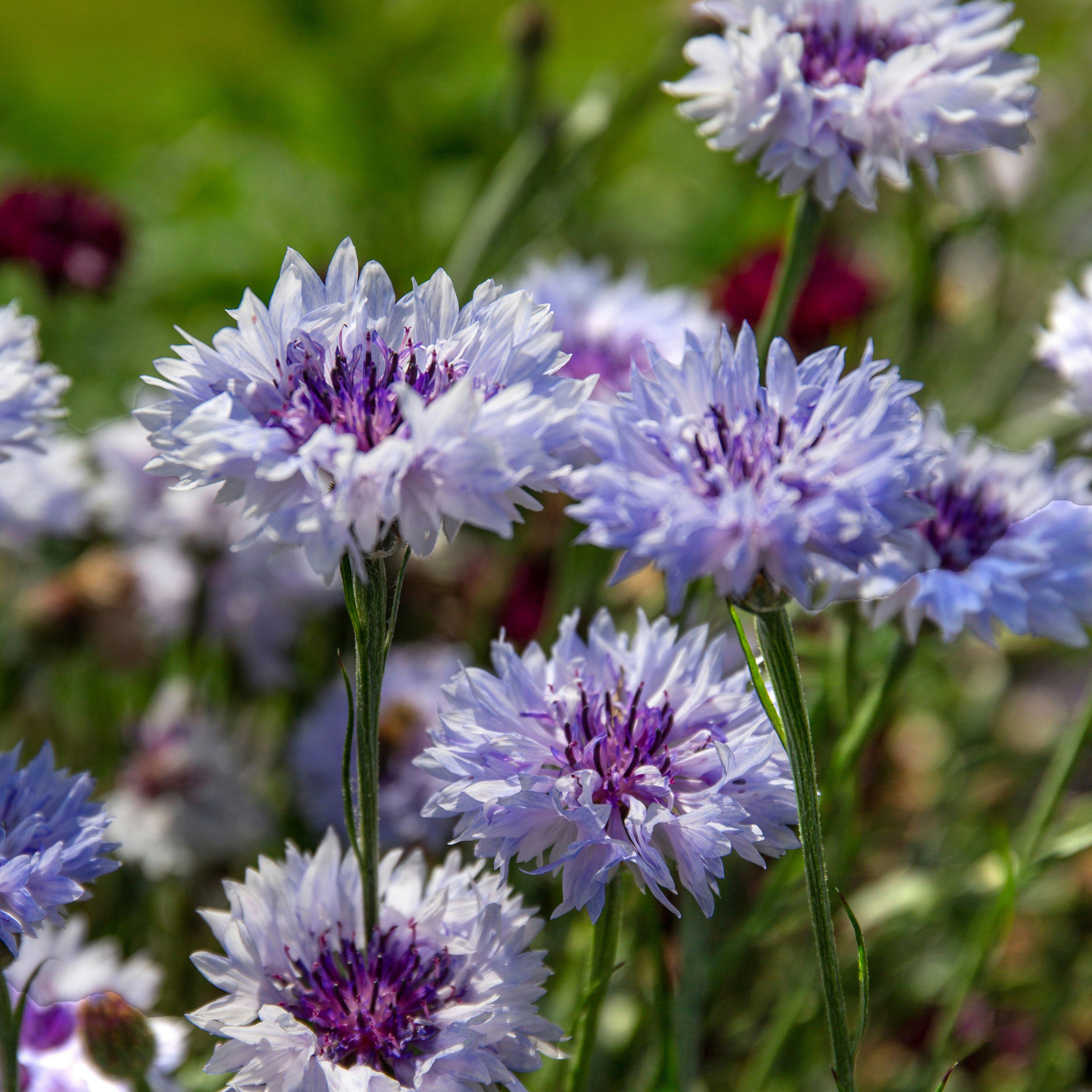 Nærbillede af blålilla kornblomster