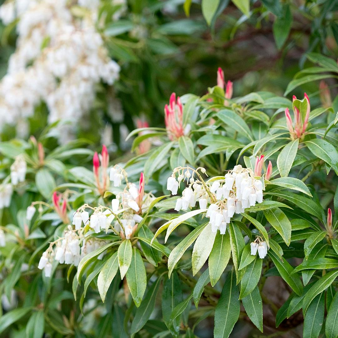 Japansk pieris