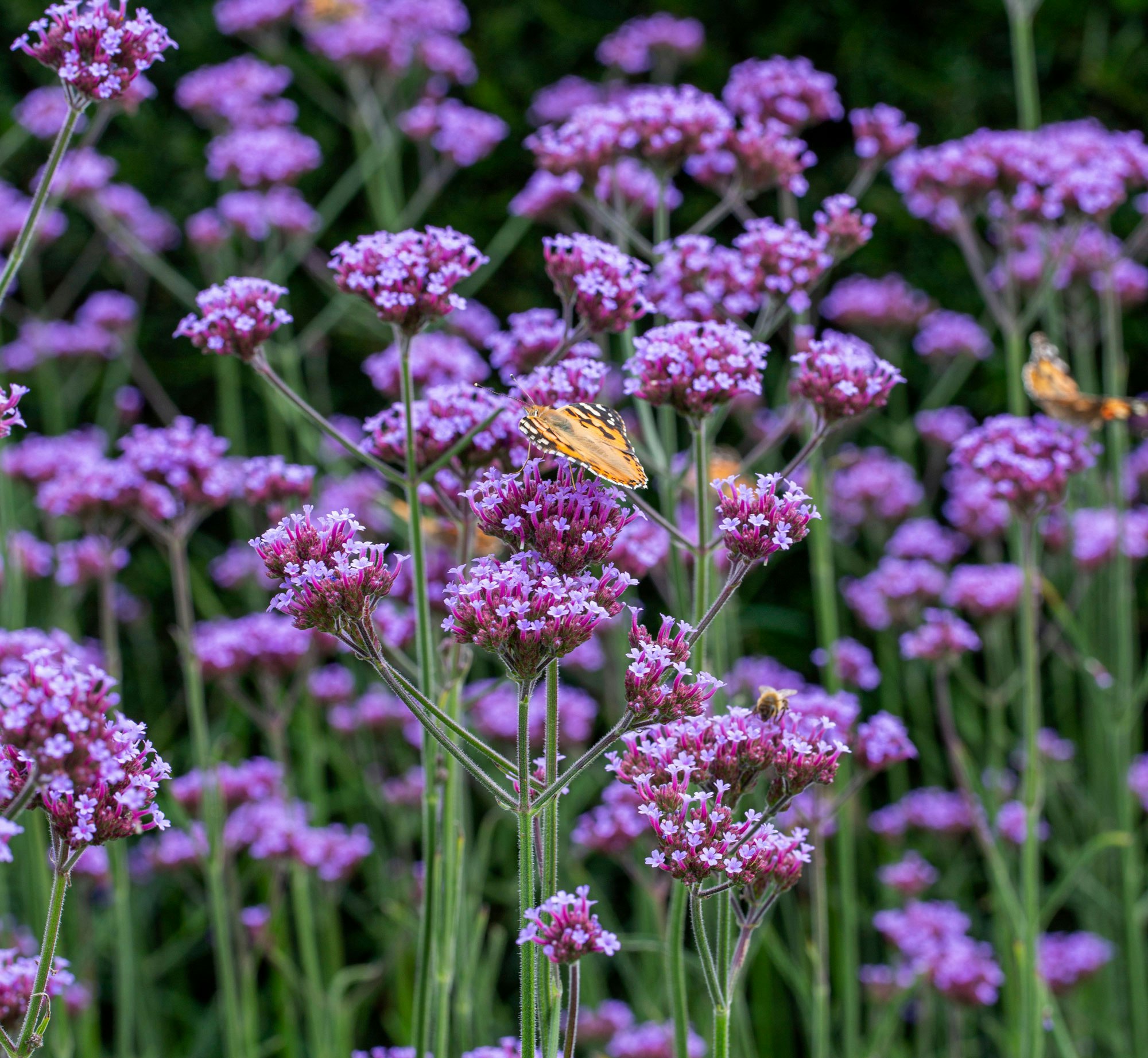 Verbena med en sommerfugl på