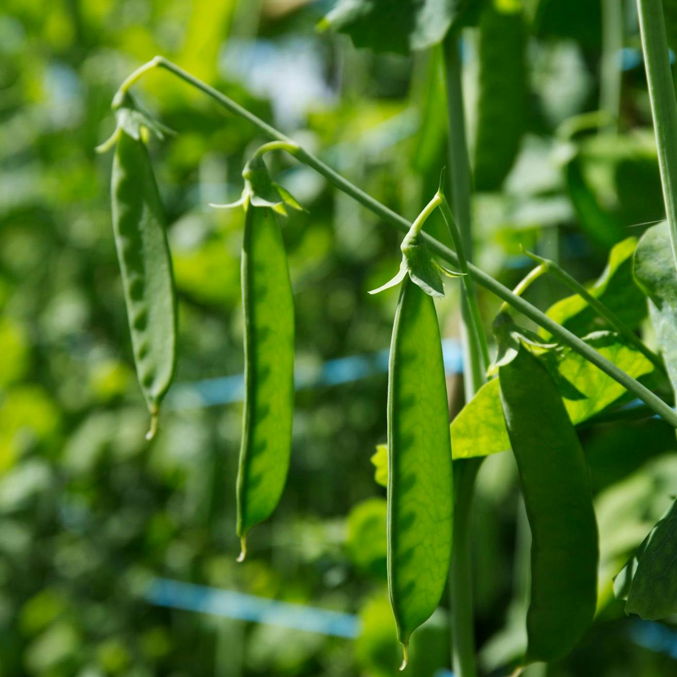 Hjemmedyrkning af ærter i haven
