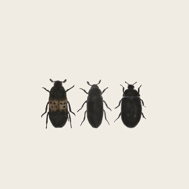 Klannere: Små sorte biller | Her kan du se billeder | ISABELLAS