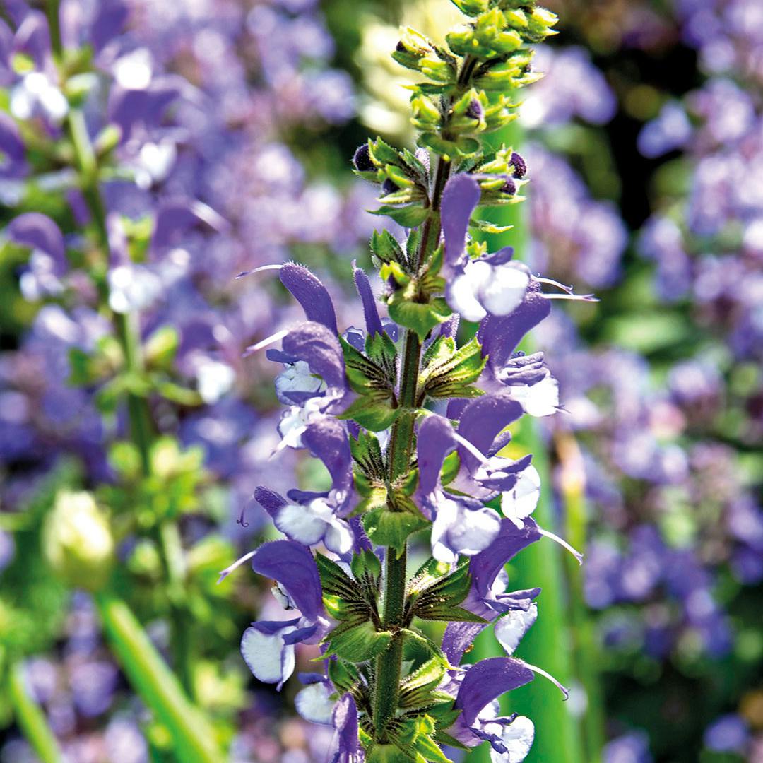 Dyrkning af Salvie - her 'Azure Snow'