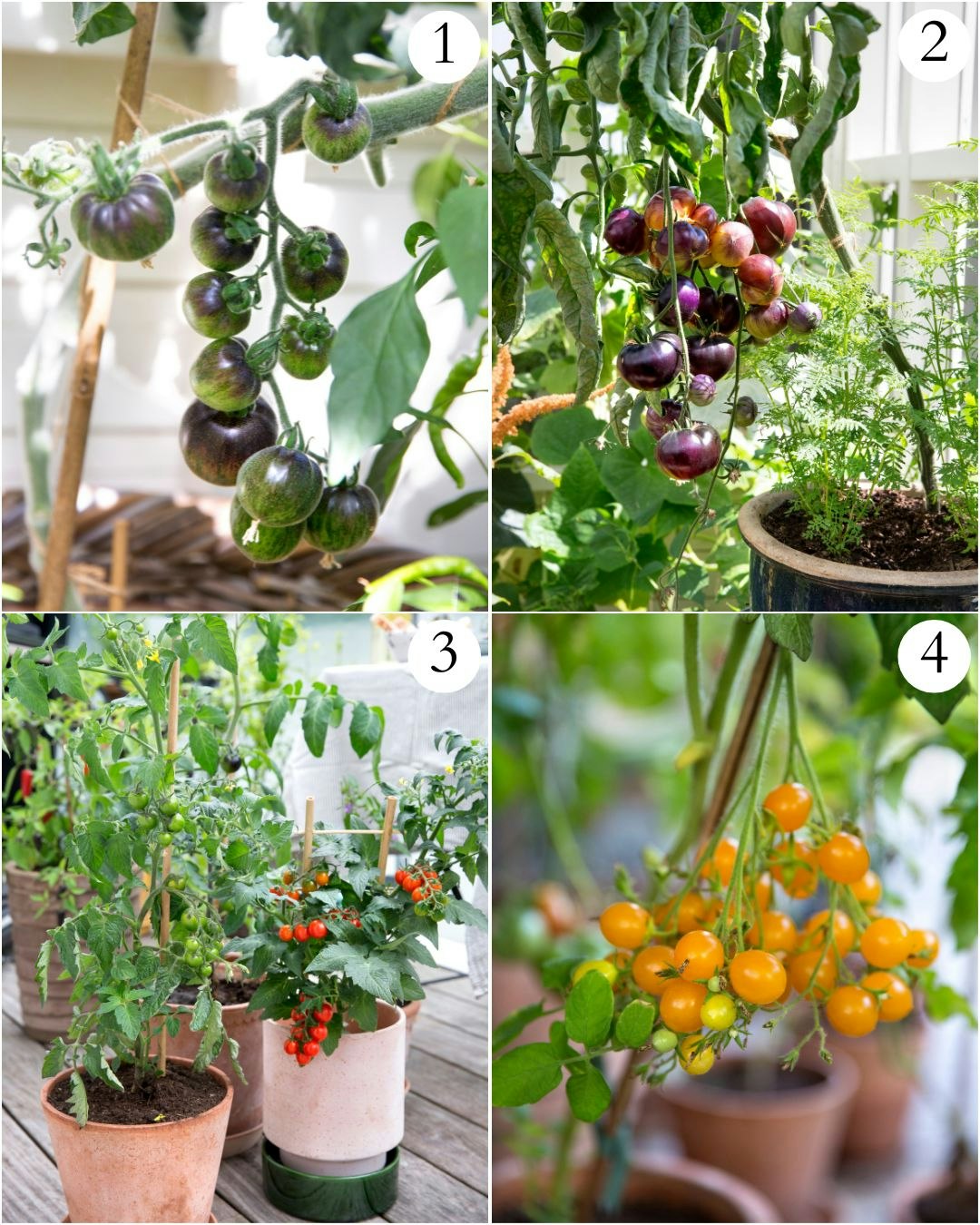 regeringstid Næb Sund mad Sådan dyrker du tomater med succes | ISABELLAS