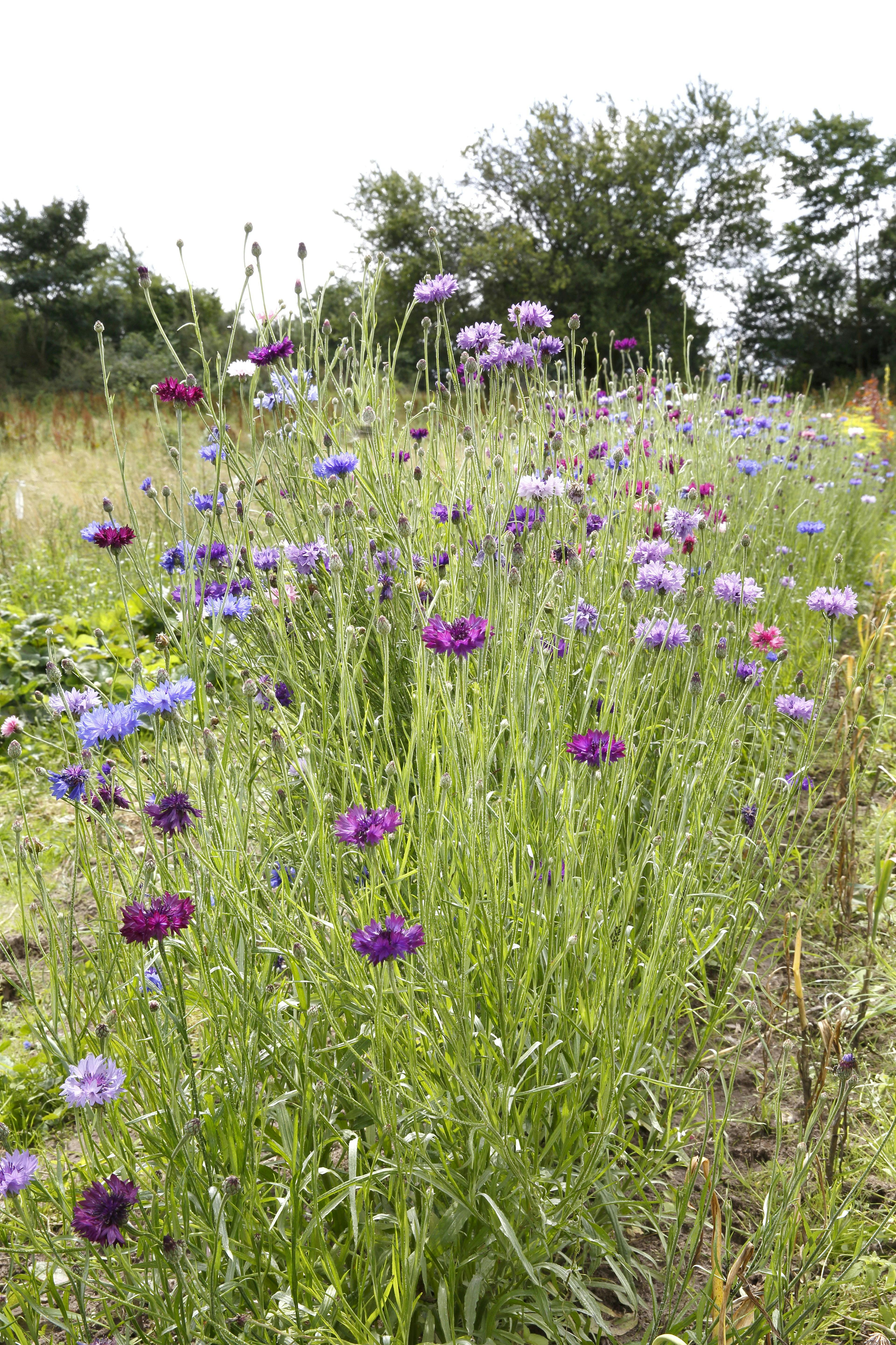 Kornblomster i alle farver