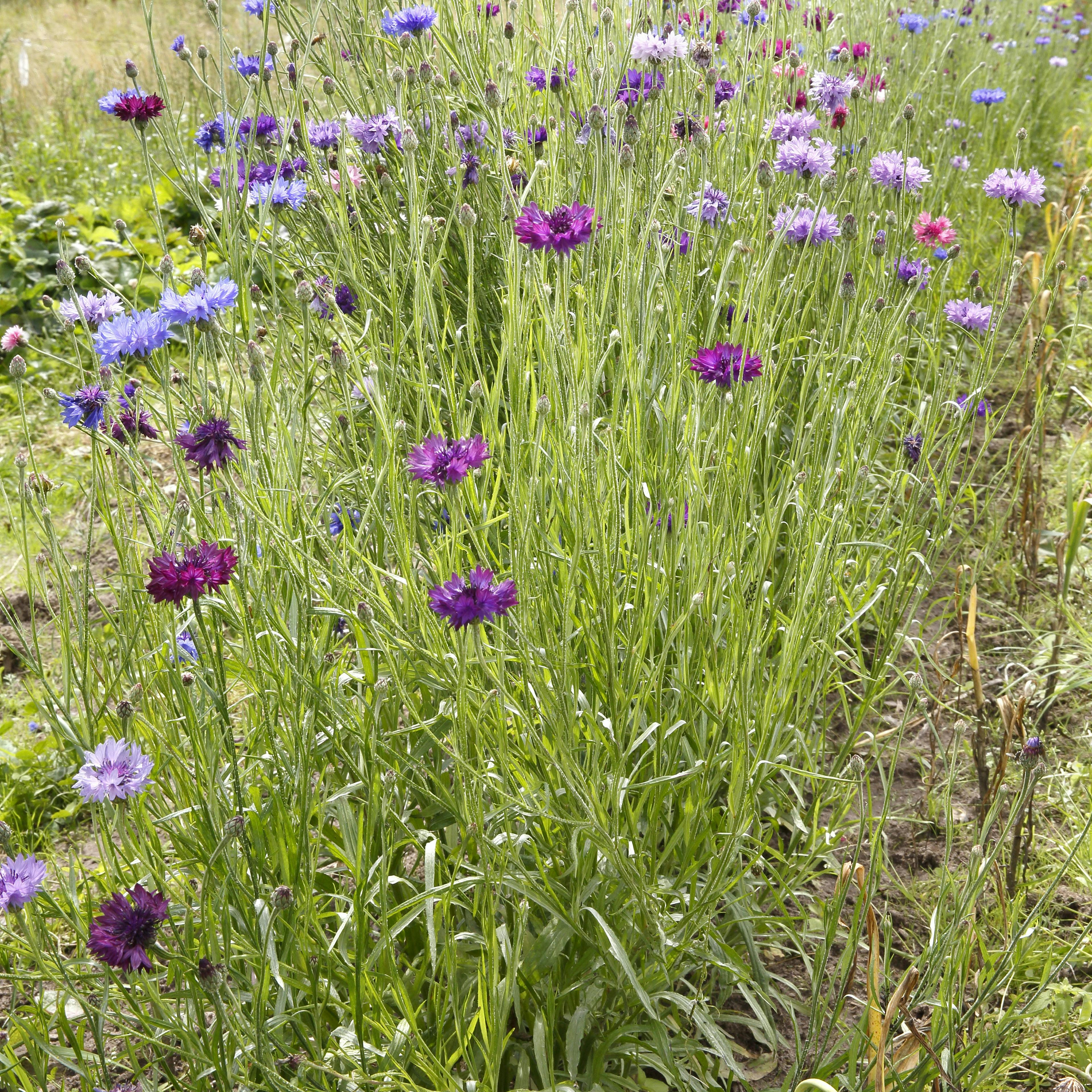 Kornblomster i alle farver