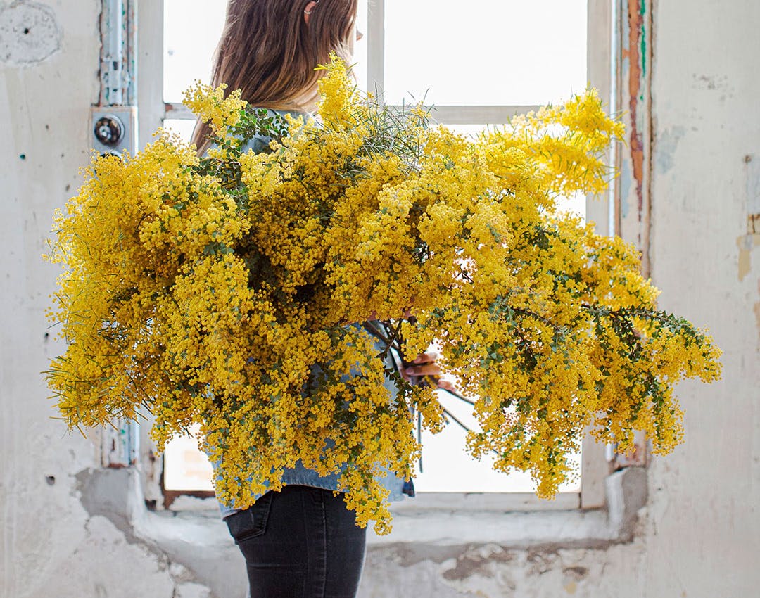 Sølvakacie - tips til pasning