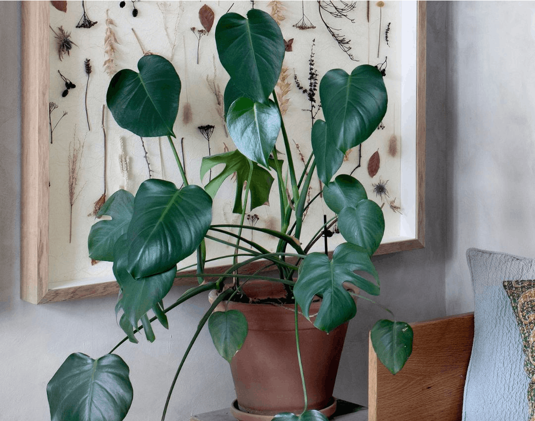 Monstera i stue