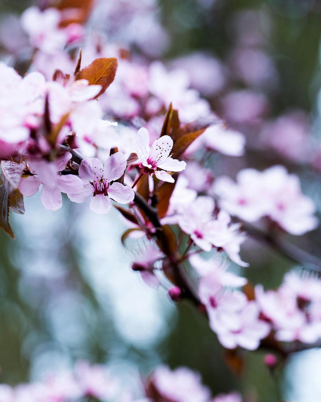 Kirsebærtræer i blomst