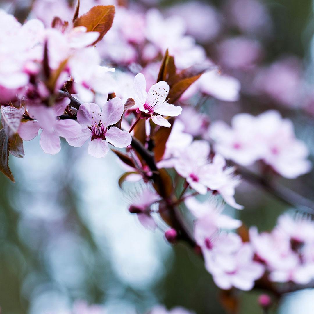 Kirsebærtræer i blomst
