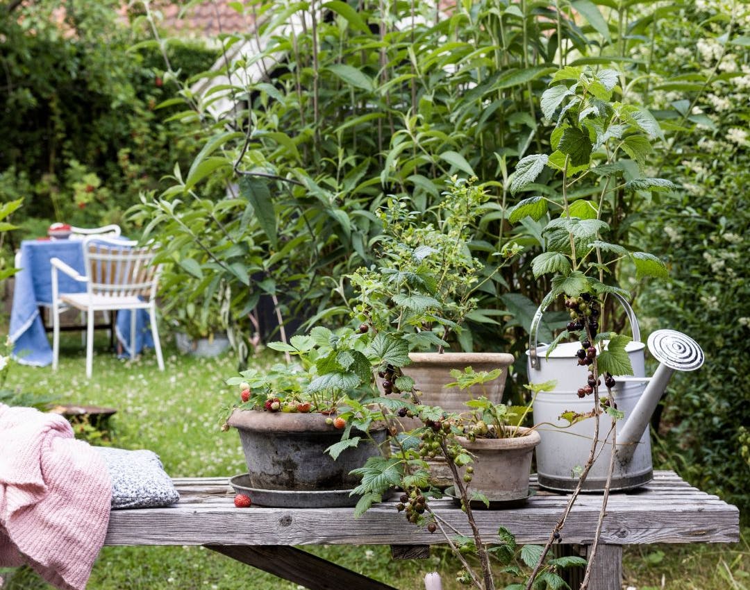 Guide til at dyrke bærbuske