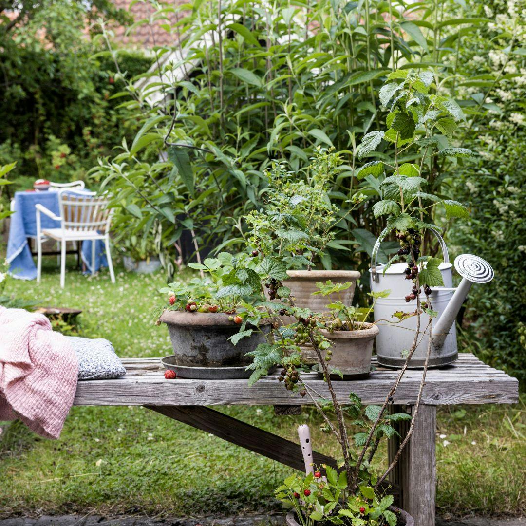 Guide til at dyrke bærbuske