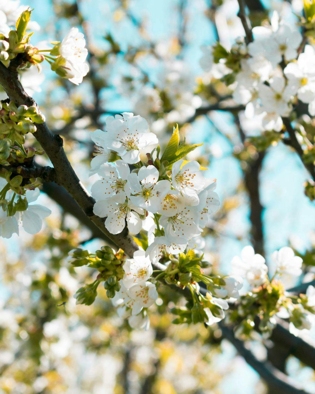 Blomstrende kirsebaertrae i maj måned