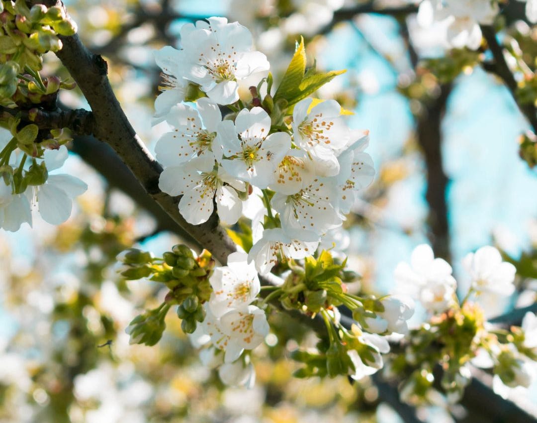 Blomstrende kirsebaertrae i maj måned