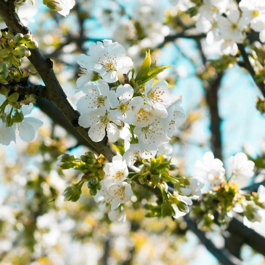 Blomstrende kirsebaertrae i maj måned