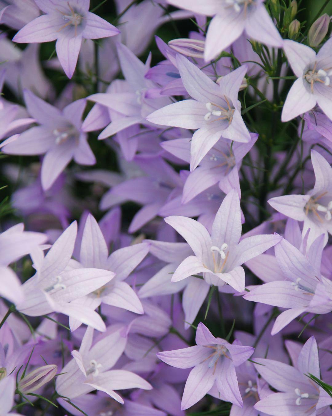 Campanula portenschlagiana kaldes også for krybeklokke