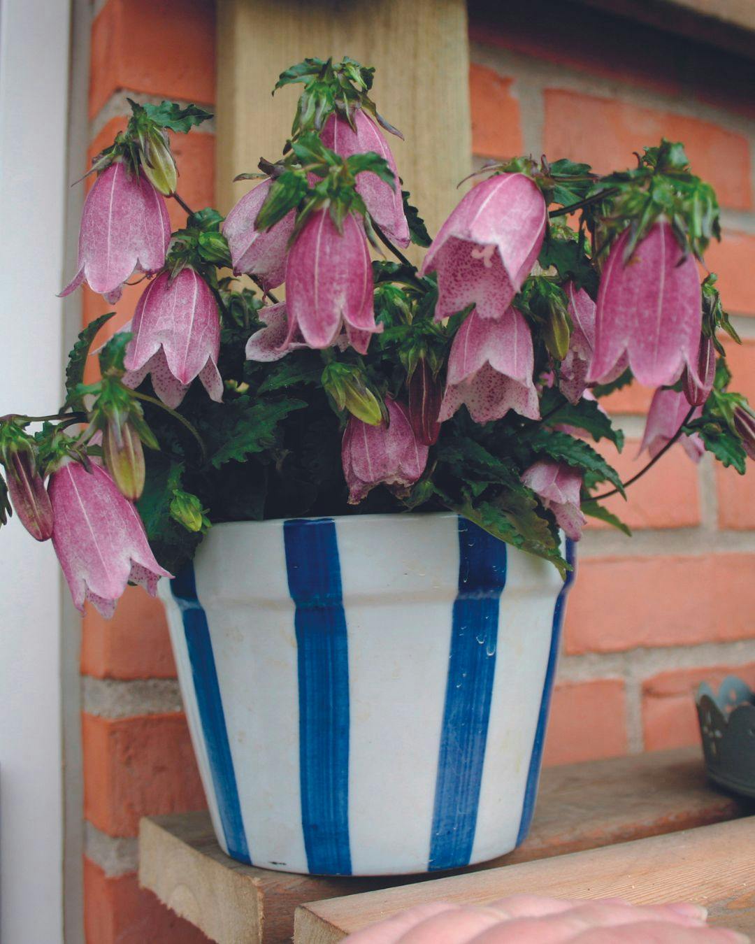 Campanula punchata 'Pink Chimes