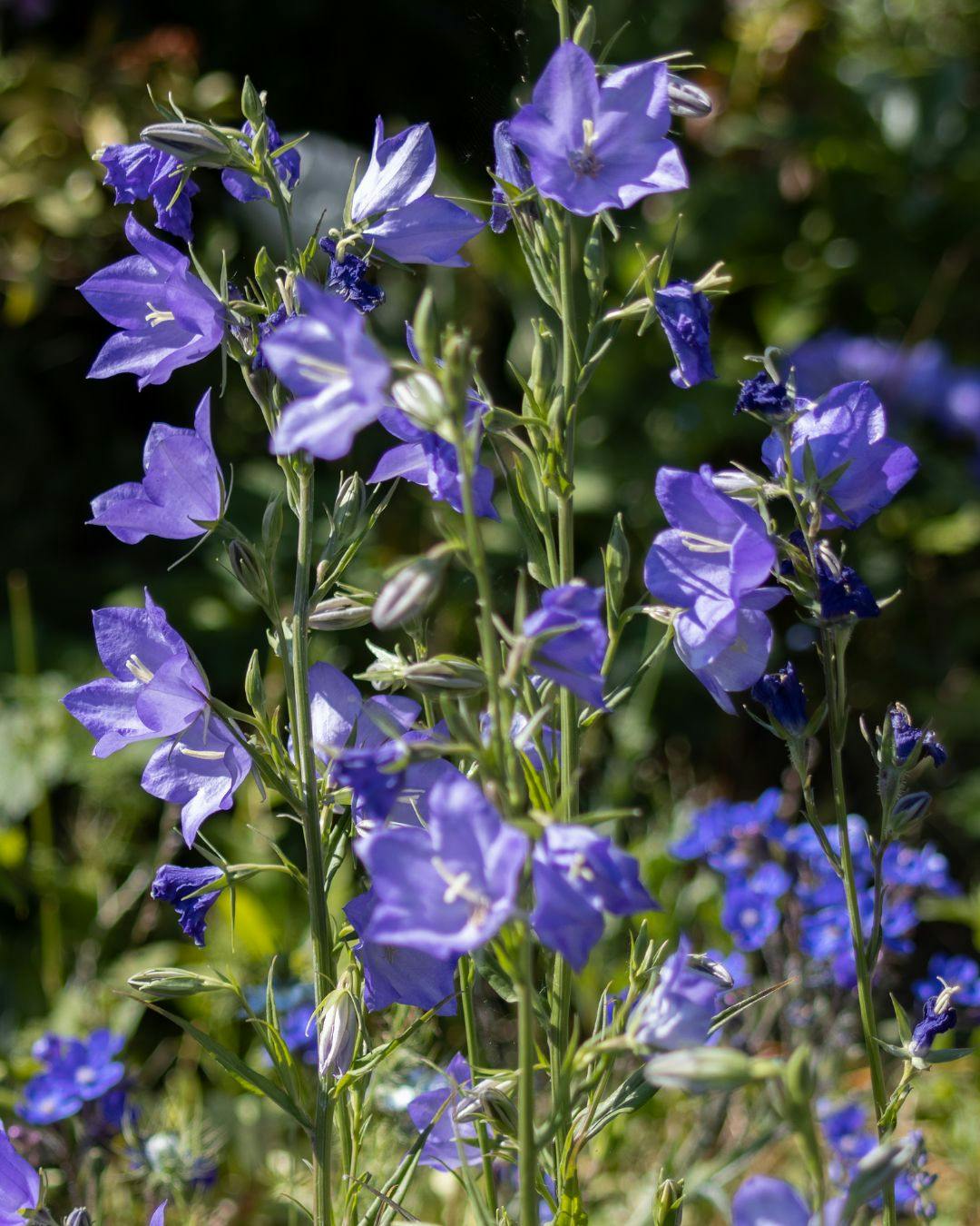 Dyrkning og pasning af klokkeblomst campanula