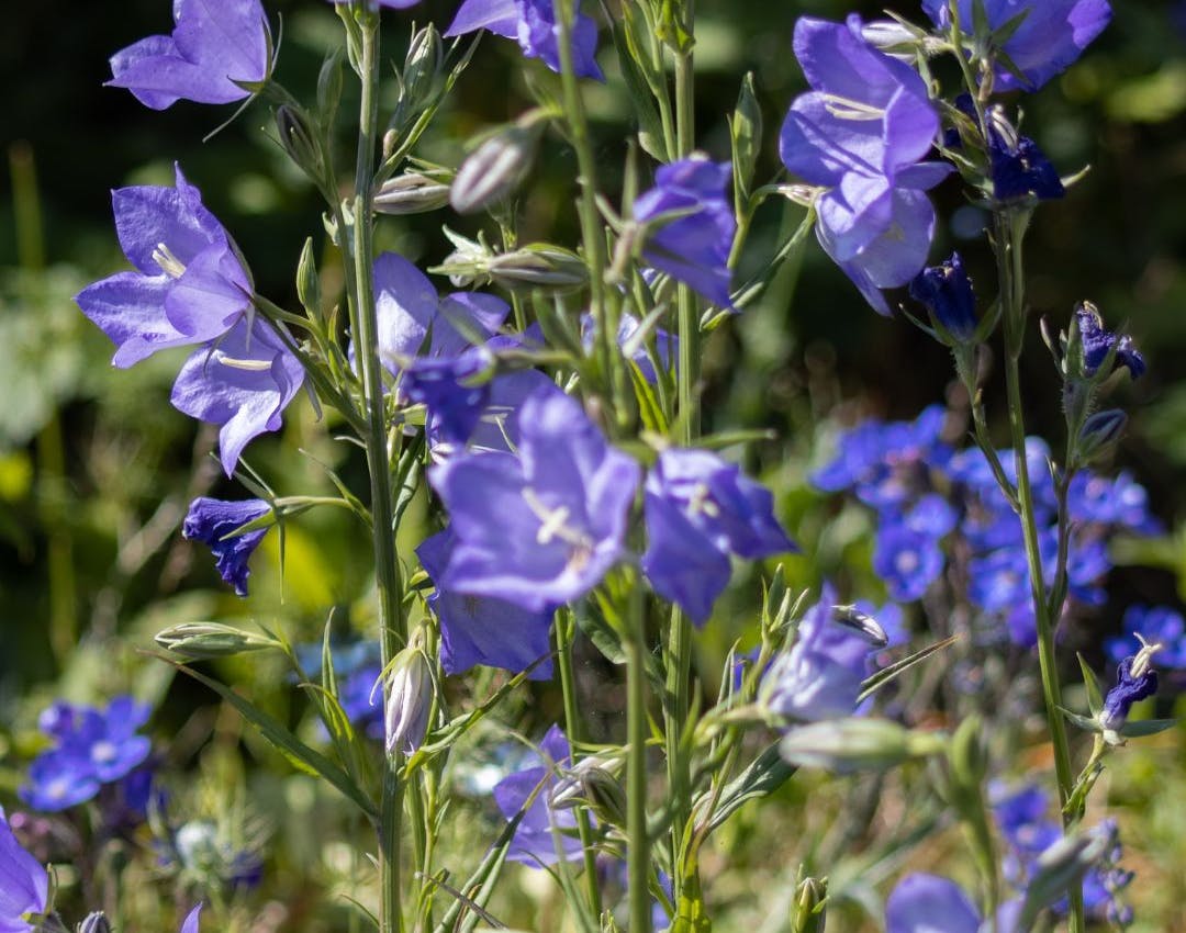 Dyrkning og pasning af klokkeblomst campanula