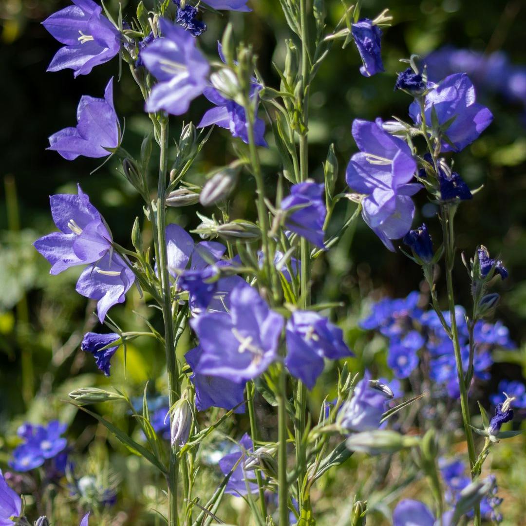 Dyrkning og pasning af klokkeblomst campanula