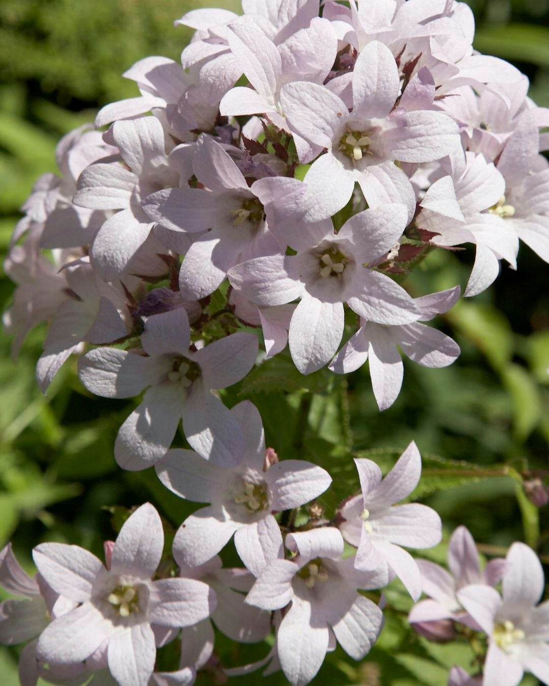 Blomstrende Mælkeklokke