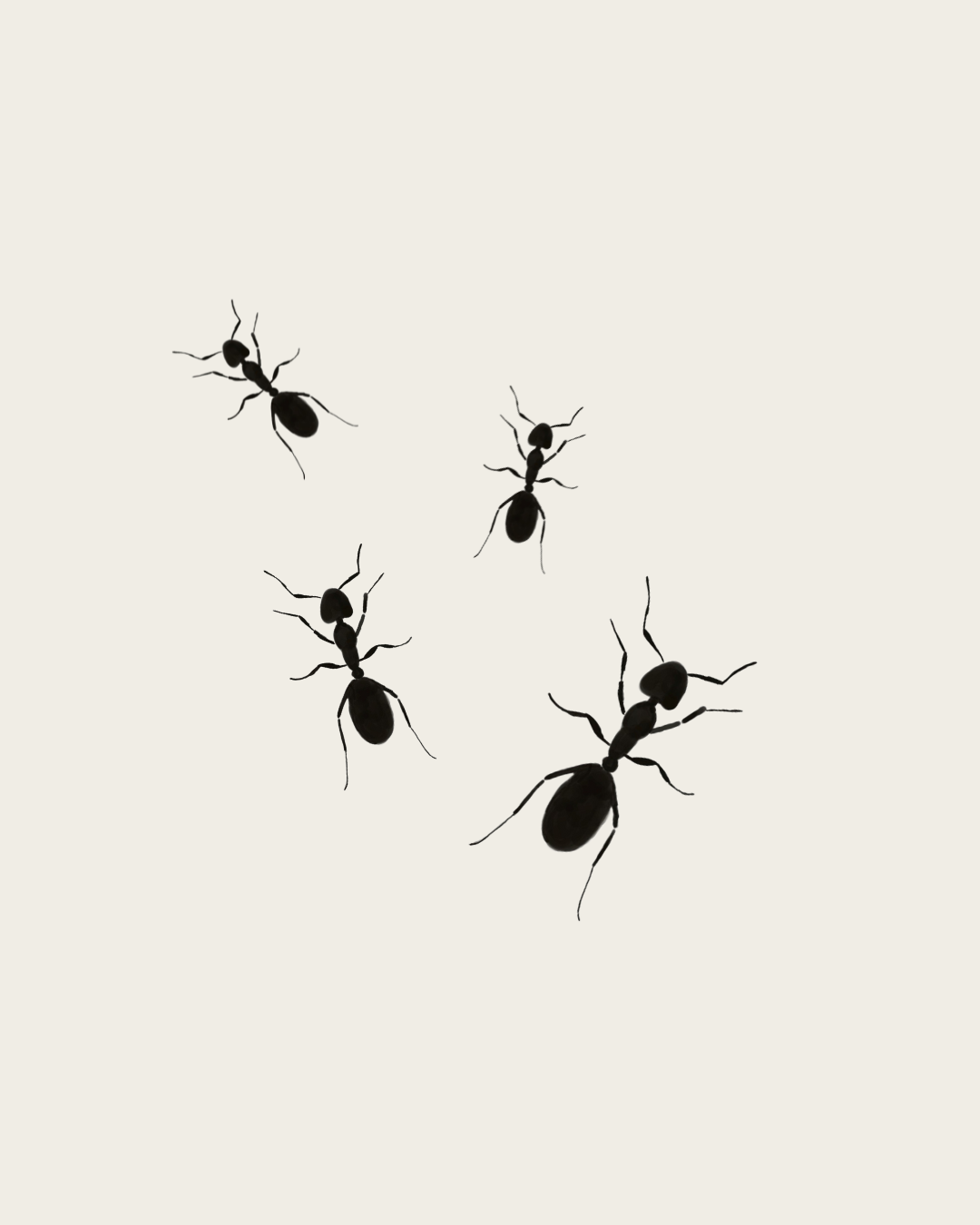 Sådan fjerner du myrer fra dit hjem