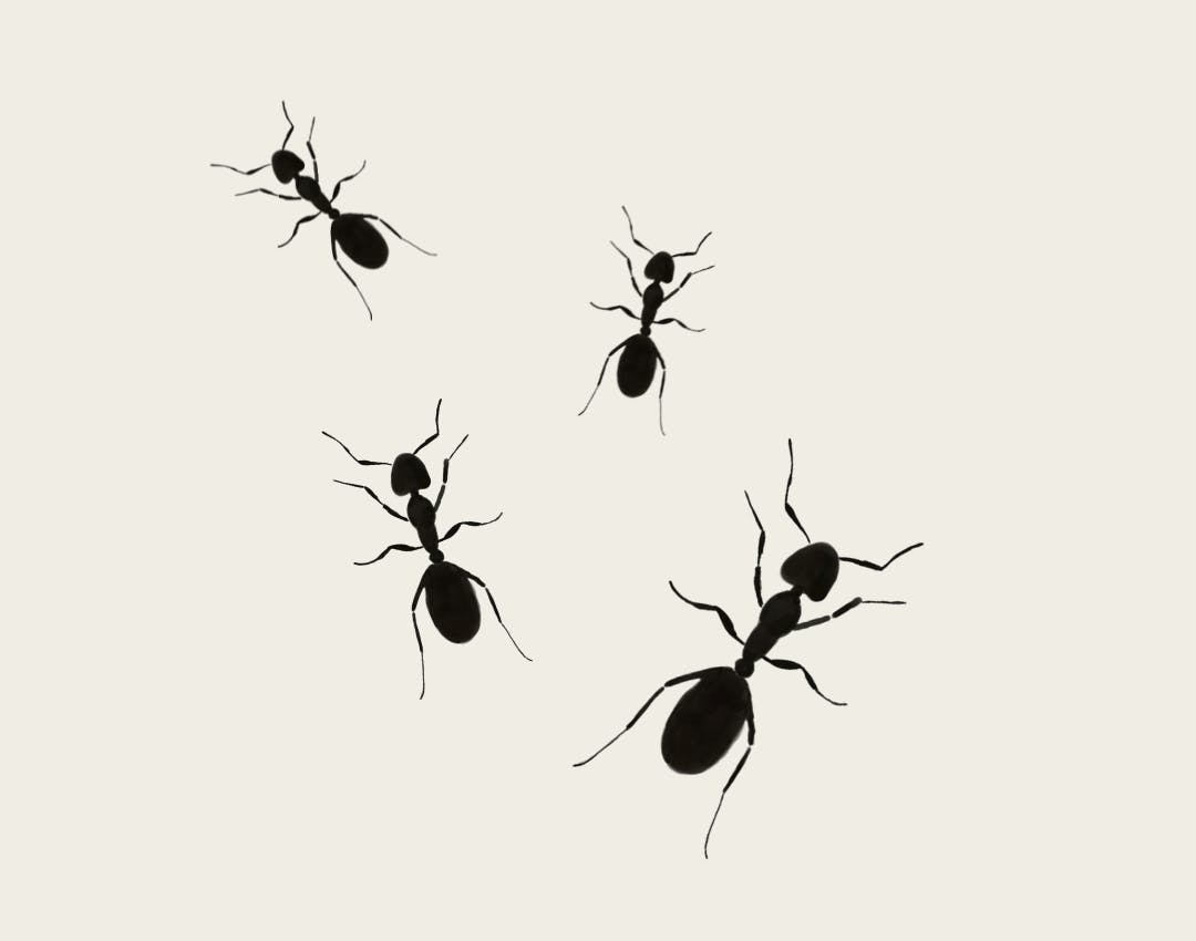 Sådan fjerner du myrer fra dit hjem