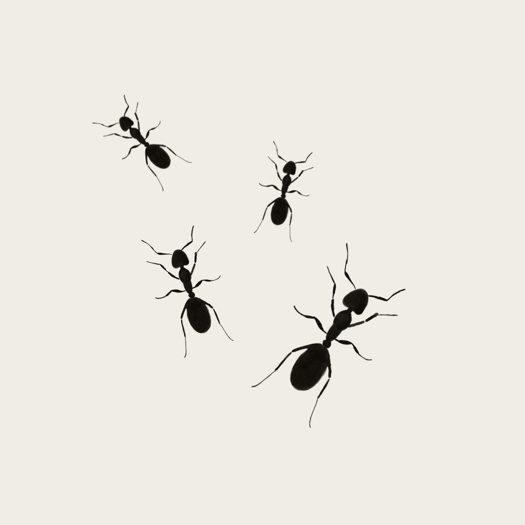 Sådan fjerner du myrer fra dit hjem