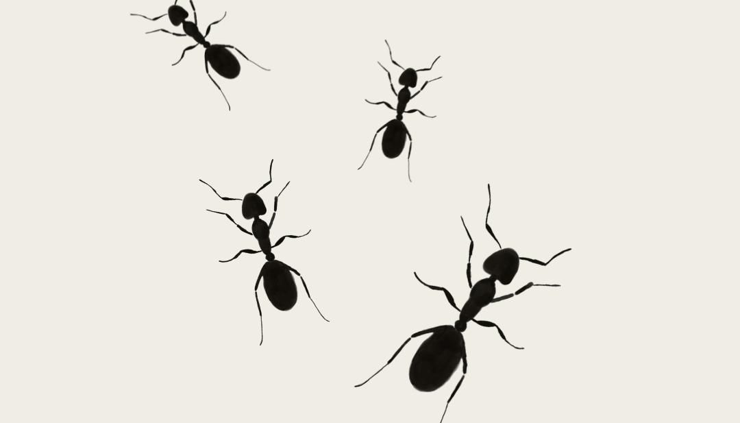 myrer - sådan fjernes de fra hjemmet
