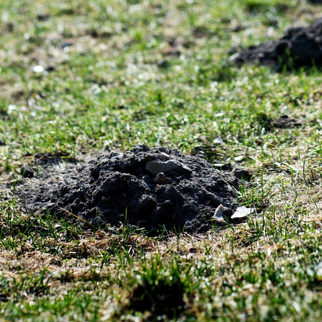 Muldvarpeskud i haven