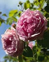 Lyserøde roser - guide til beskæring og plantning