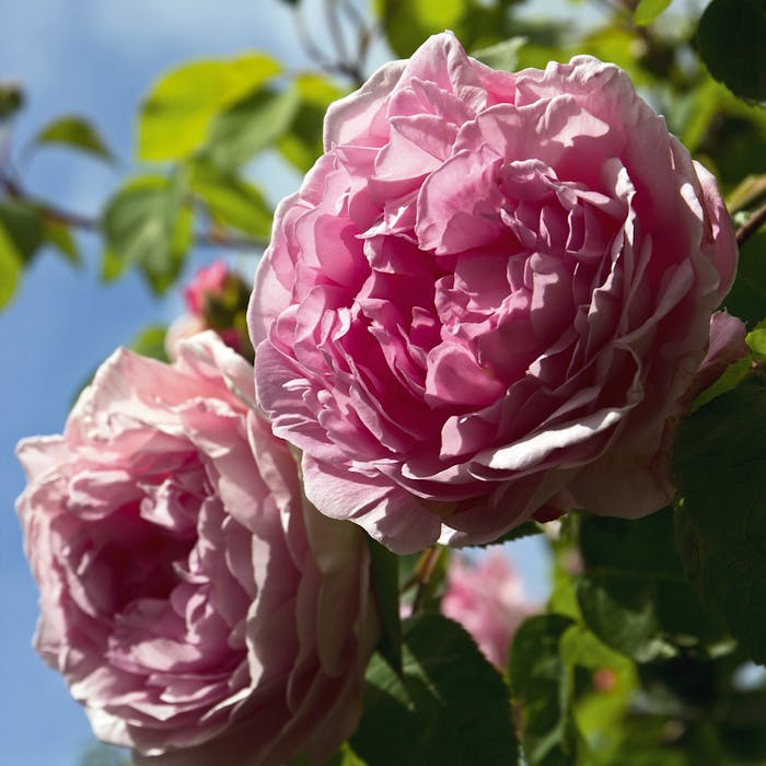 Roser: Guide til pasning, beskæring og pleje 🌹 | ISABELLAS