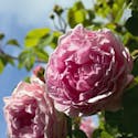 Lyserøde roser - guide til beskæring og plantning