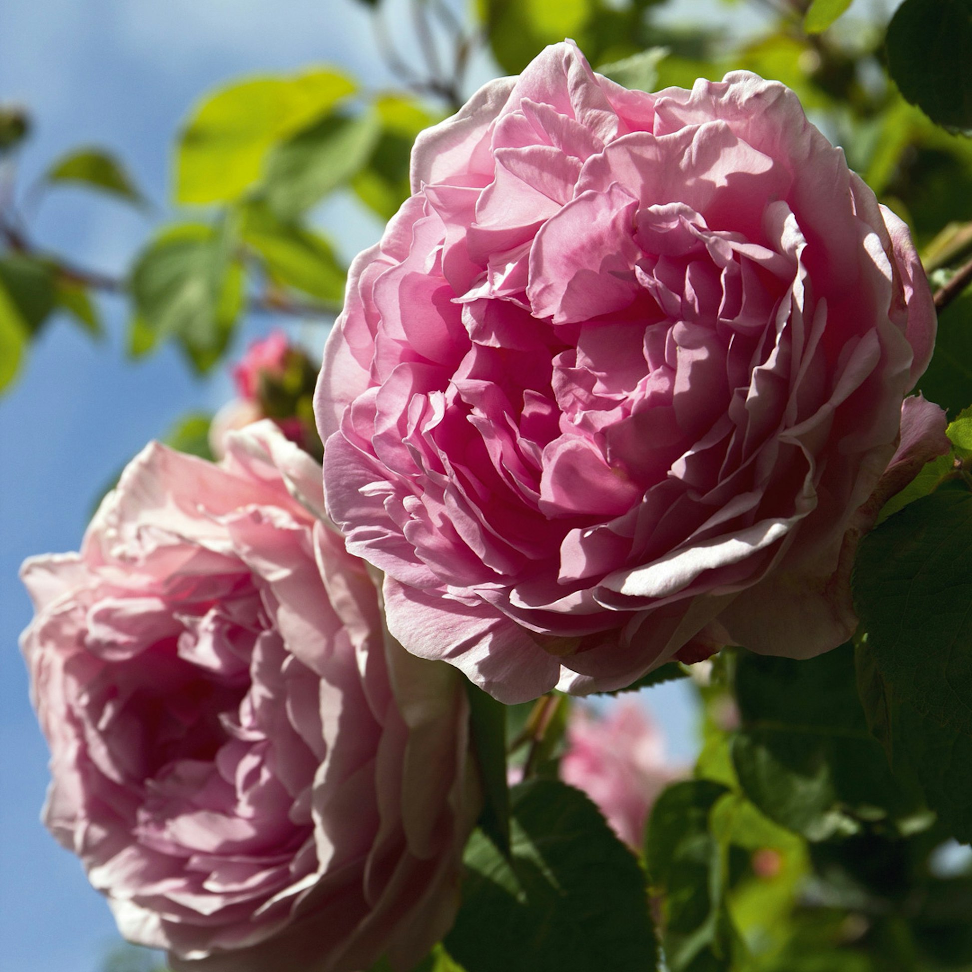 Roser: Guide til pasning, beskæring og pleje 🌹 | ISABELLAS