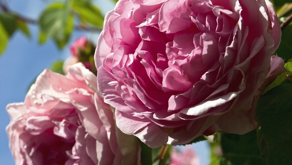 Roser: Guide til pasning, beskæring og pleje 🌹 | ISABELLAS