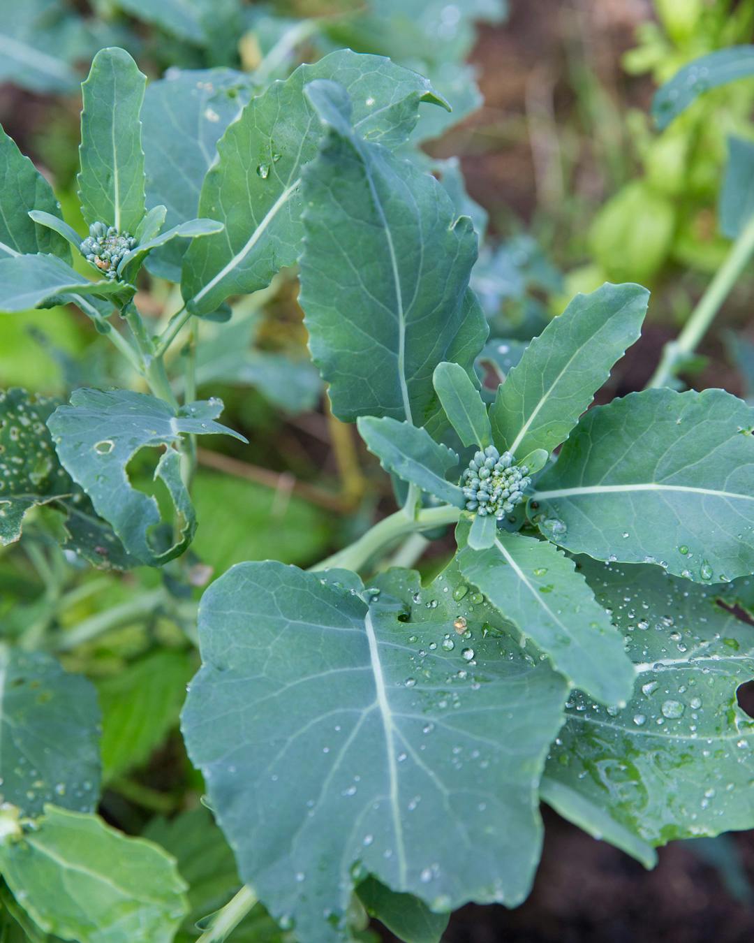 Den gamle italienske blomsterkål - Calabrese-broccoli 'Green Sprouting'