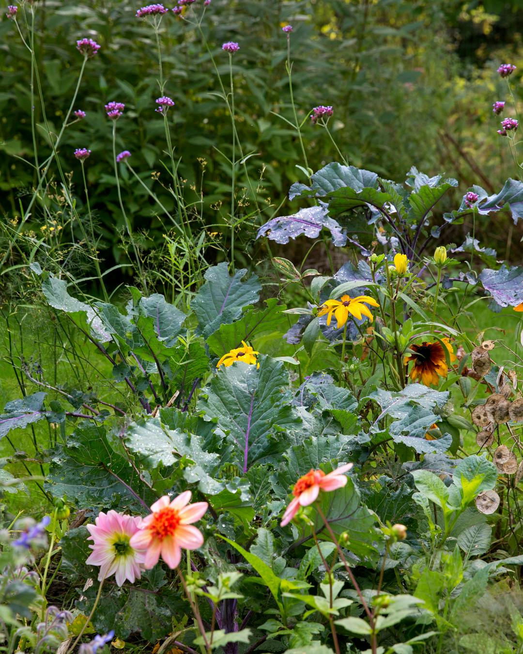 Stor guide til dyrkning af bladkål blandt havens blomster